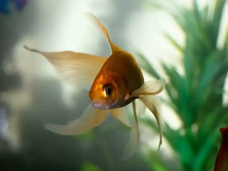 Single goldfish in fish tank