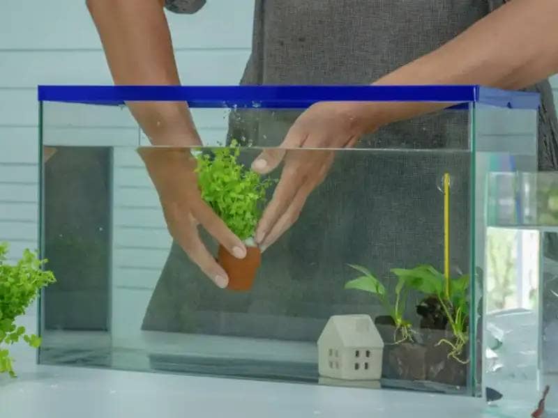 Woman placing plants in fish tank