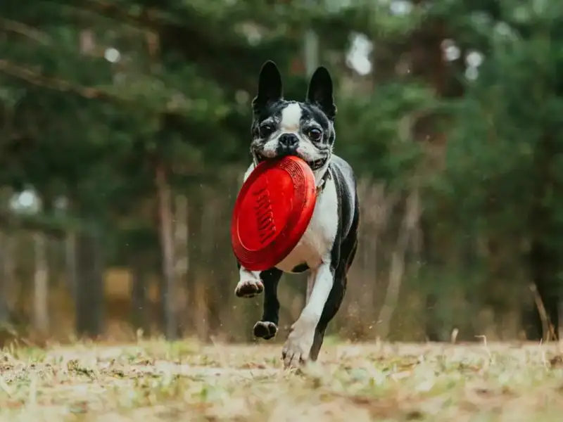 Black and white dog with red frisbee