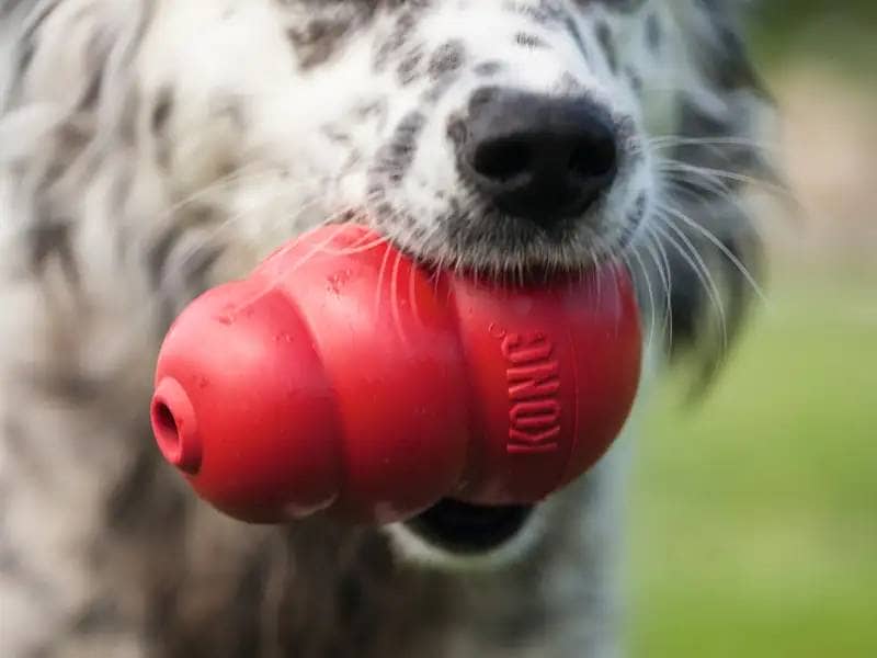 Kong Classic: A Toy, A Legend – Over 40 Years of Canine Joy