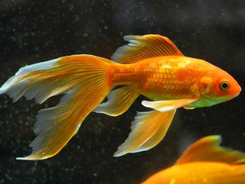 Goldfish side view