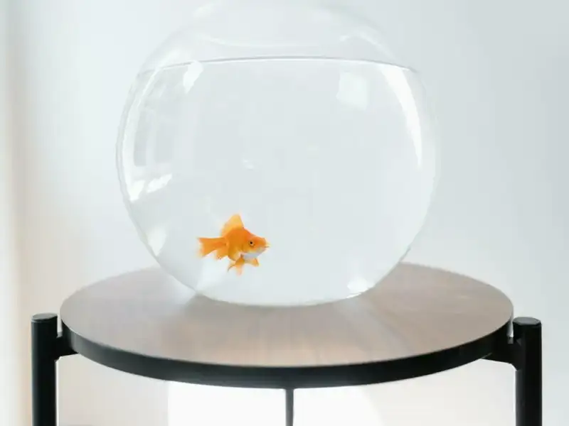 Goldfish in glass
