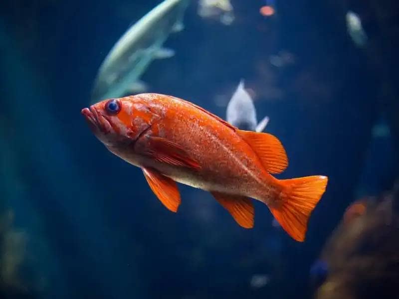 Kranke Fische im Heimaquarium: Wann ist der Tierarztbesuch nötig?