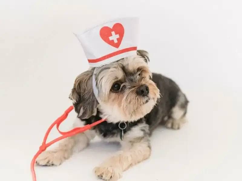 Krankenversicherung für Haustiere – Notwendig oder Überflüssig?