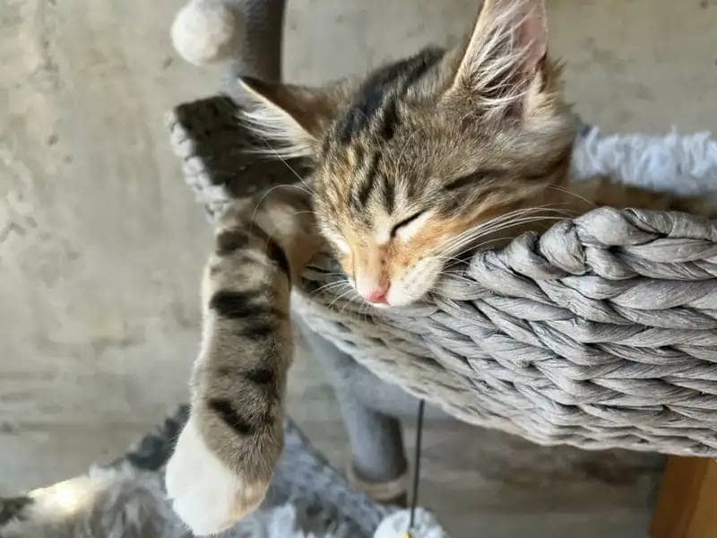 Tabby cat sleeping in a basket