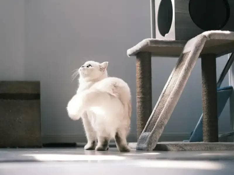 Biały kot perski stoi obok drapaka, patrząc w górę