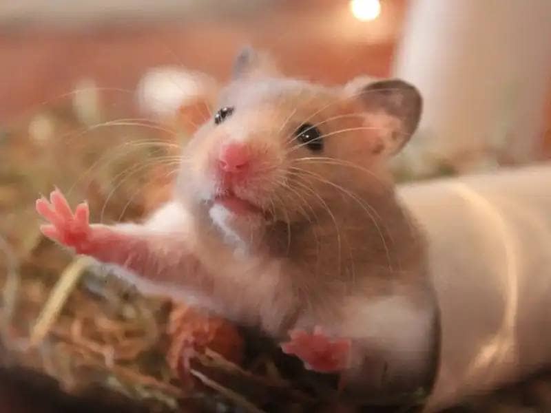 Hamster schaut aus Klopapierrolle