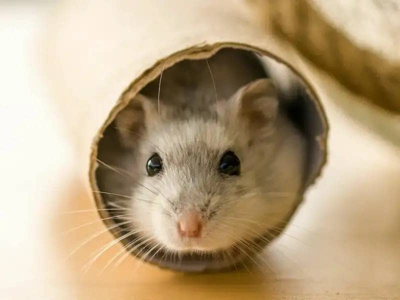Little hamster in toilet paper roll