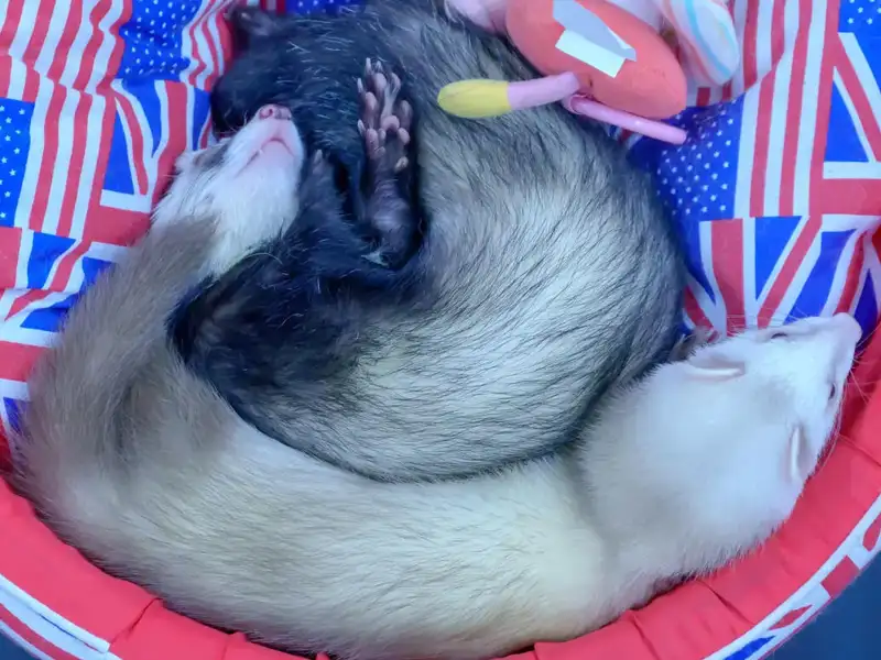 2 ferrets sleeping in a round bed