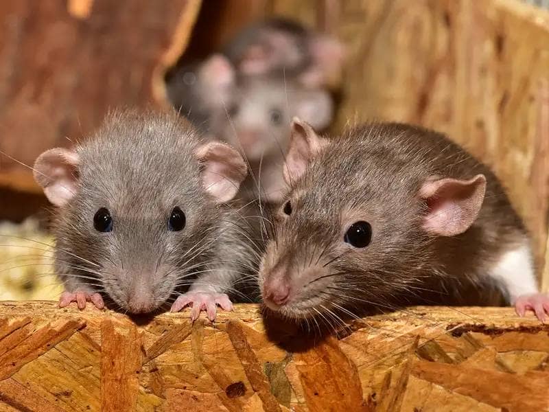2 brown mice in a wooden house