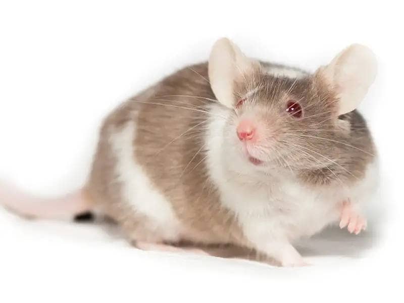 Brązowo-biała mysz na białym tle