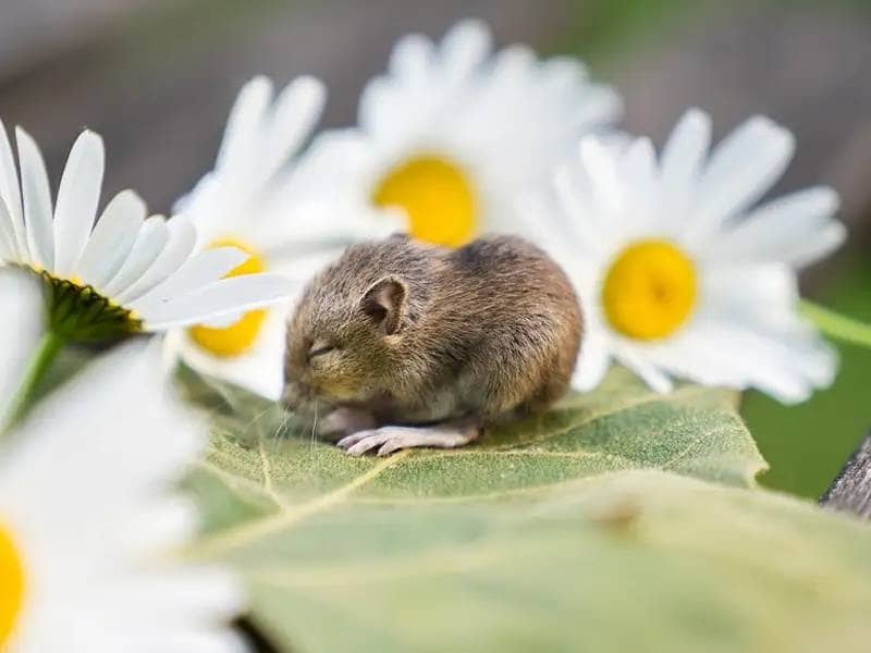 Dwarf mouse surrounded by daisies