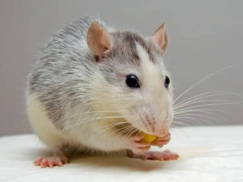 Myszy jako zwierzęta domowe: które gatunki są najlepsze?
