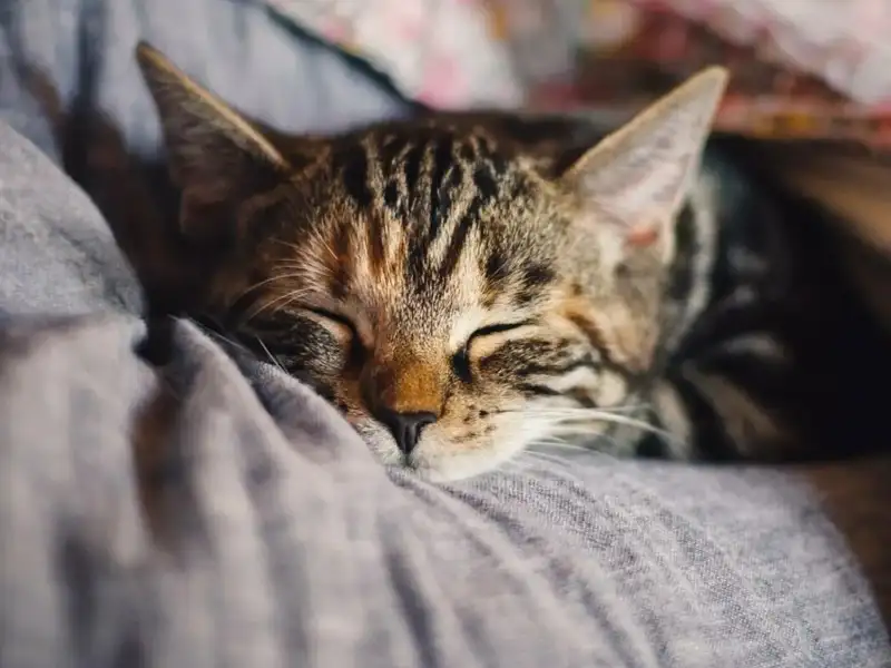 Tabby little cat sleeping comfortably on the sofa