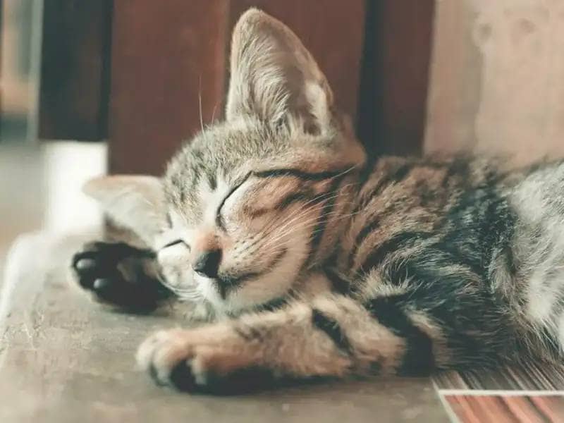 Mój Kot Dużo Śpi – Czy Powinienem Się Martwić?