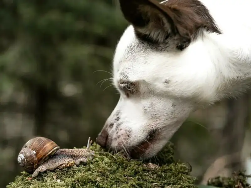 Dog sniffs a snail