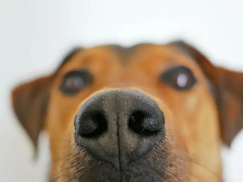Praca nosa ułatwiona: Wszystko o matach węchowych dla psów