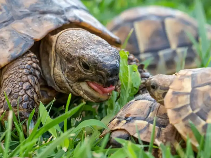 Mama Schildkröte mit kleinen Schildkröten im Garten