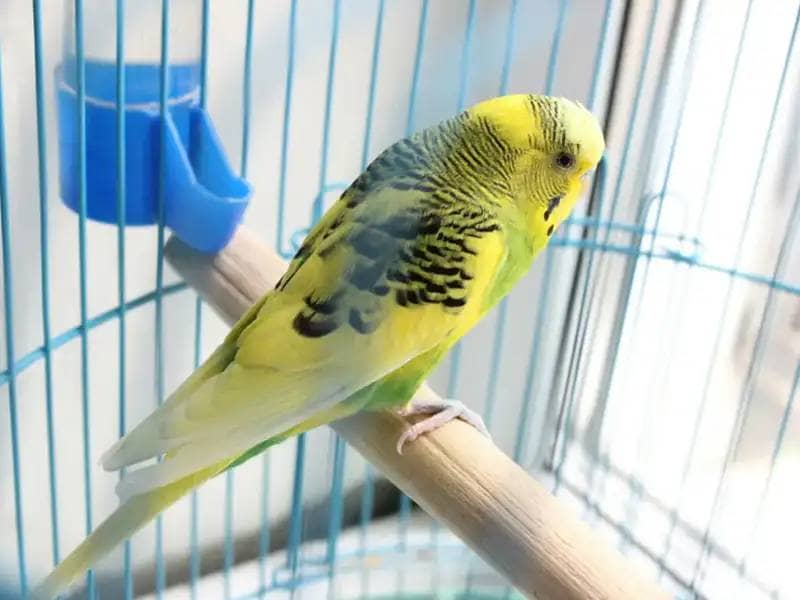 Black and yellow budgie sitting on a stick in a cage
