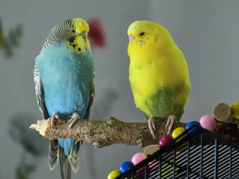 Niebieska i żółta papużka siedzą na gałęzi