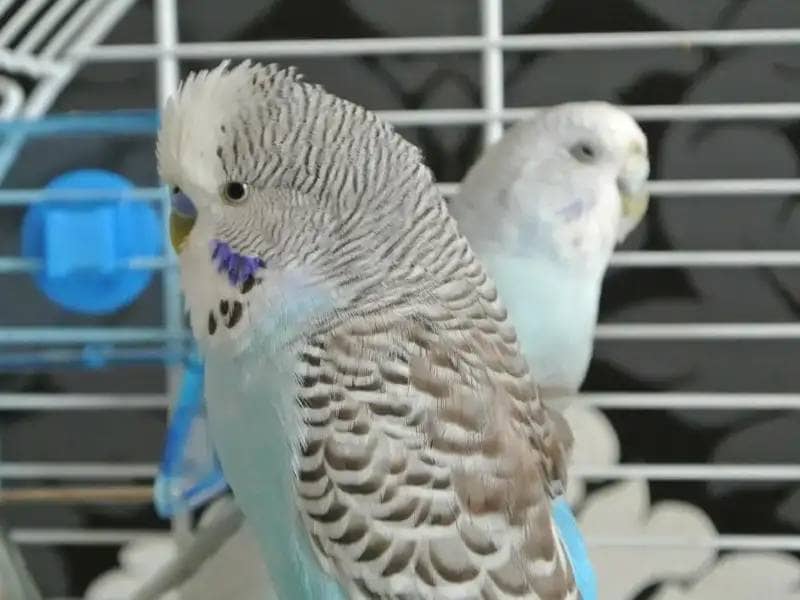 Two budgies sitting in a cage