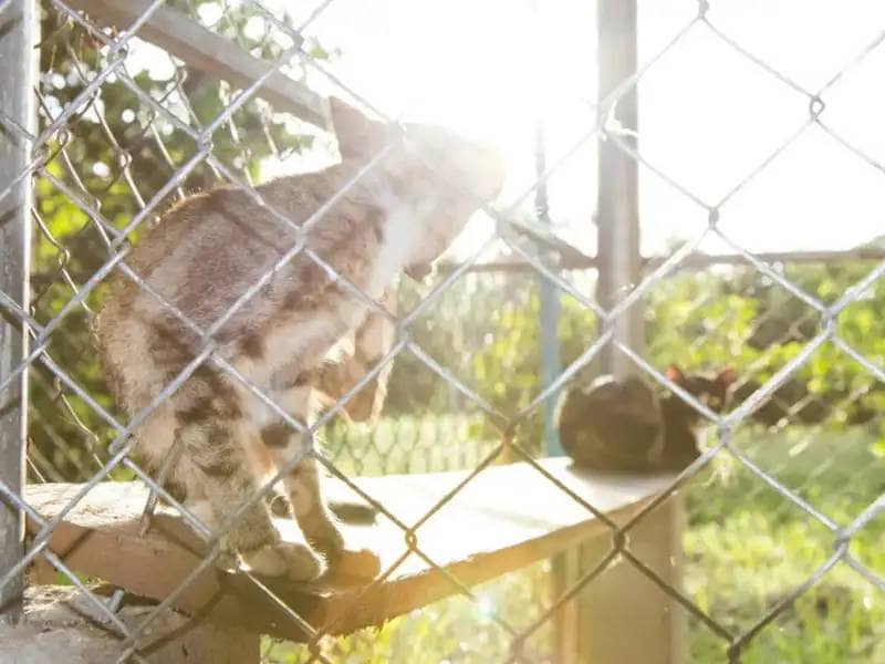 Two cats sit in the sun in the outdoor enclosure of an animal shelter