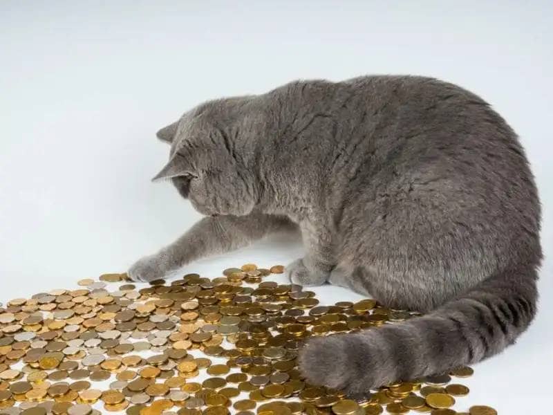 Gray cat playing with coins on the floor