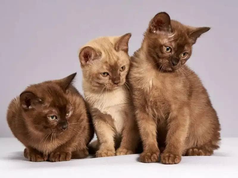 Trzy brązowe kotki