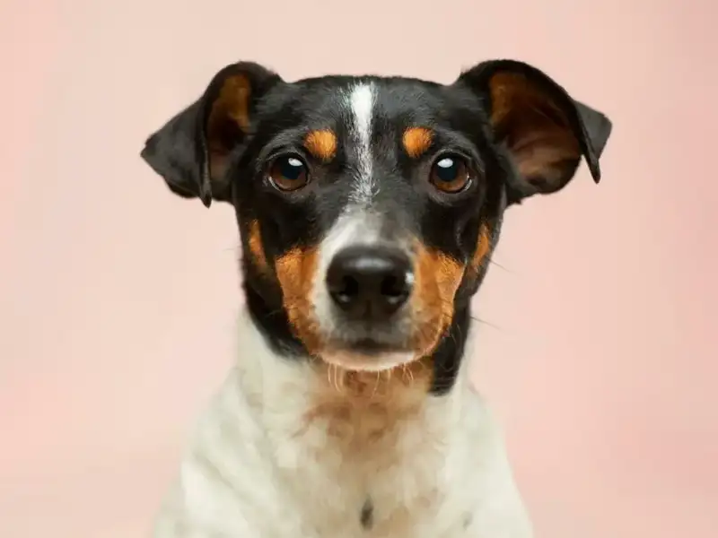 Terrier portrait with pink background