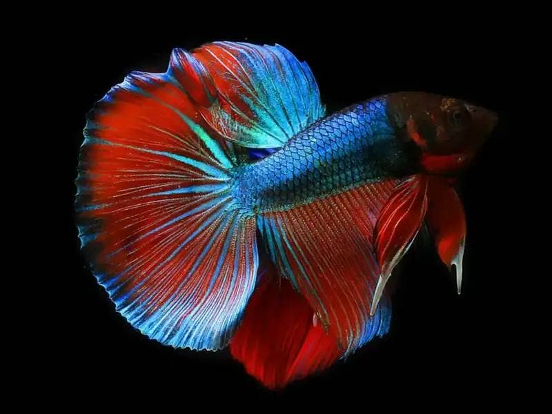 Siamese Fighting Fish: A Showstopper in Every Aquarium