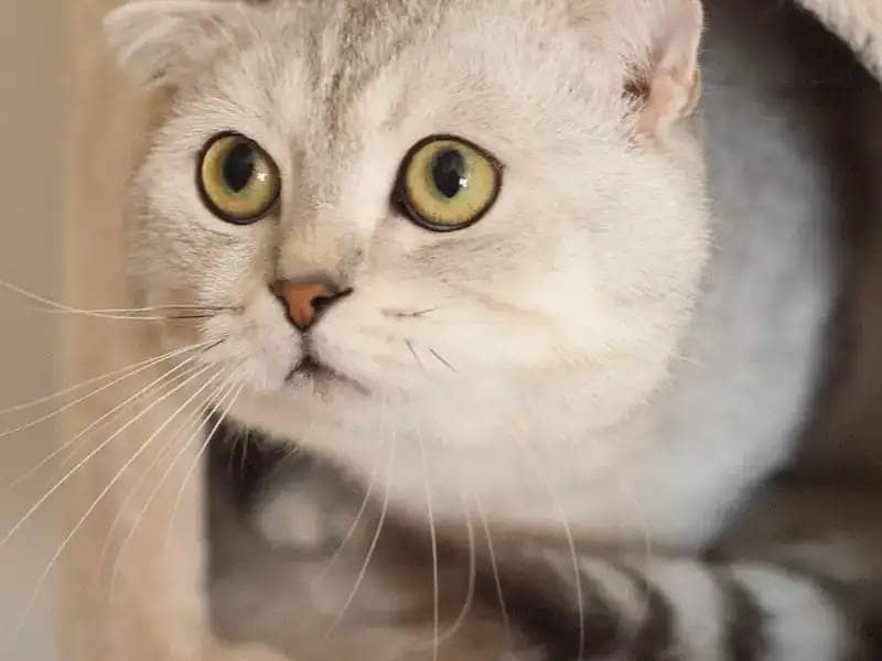 Noworoczny stres: Jak ułatwić życie kotu?