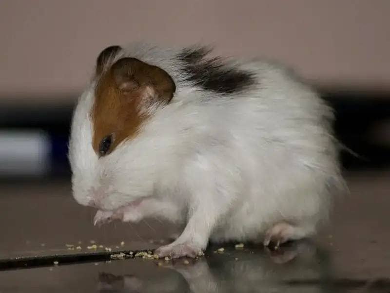 Brown and white hamster eating