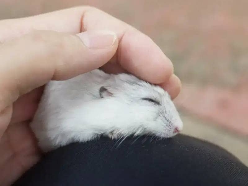 White Hamster sleeping in the hand of its owner