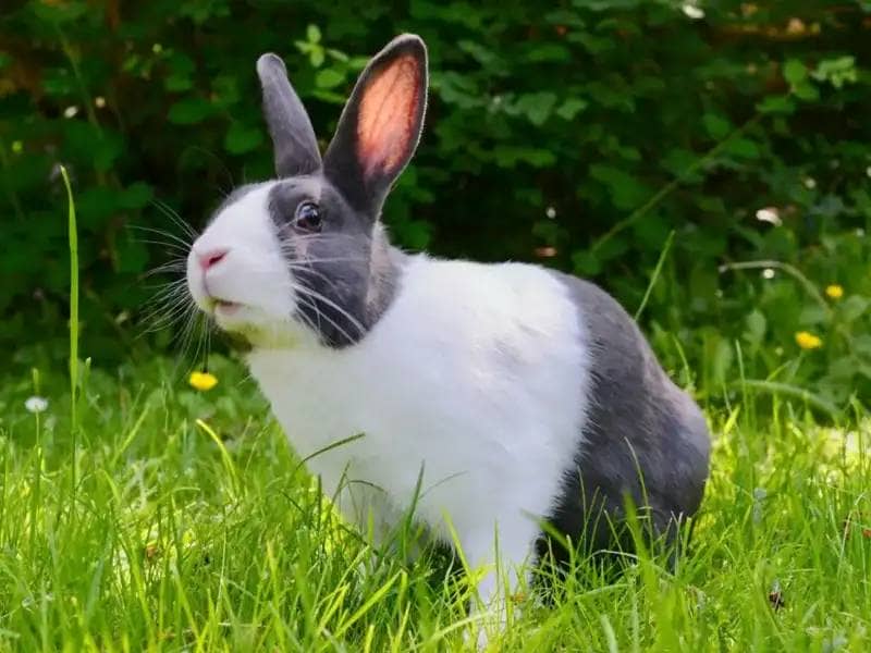 Black and white bunny sitting on a meadow