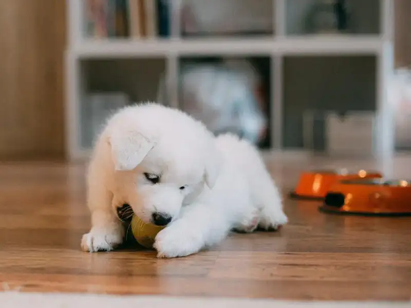 Little white puppy chews a tennis ball