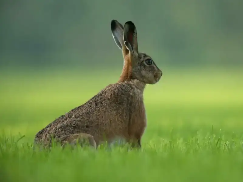 Rabbit in the wilderness