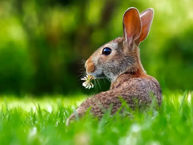 Rabbit eating a flower