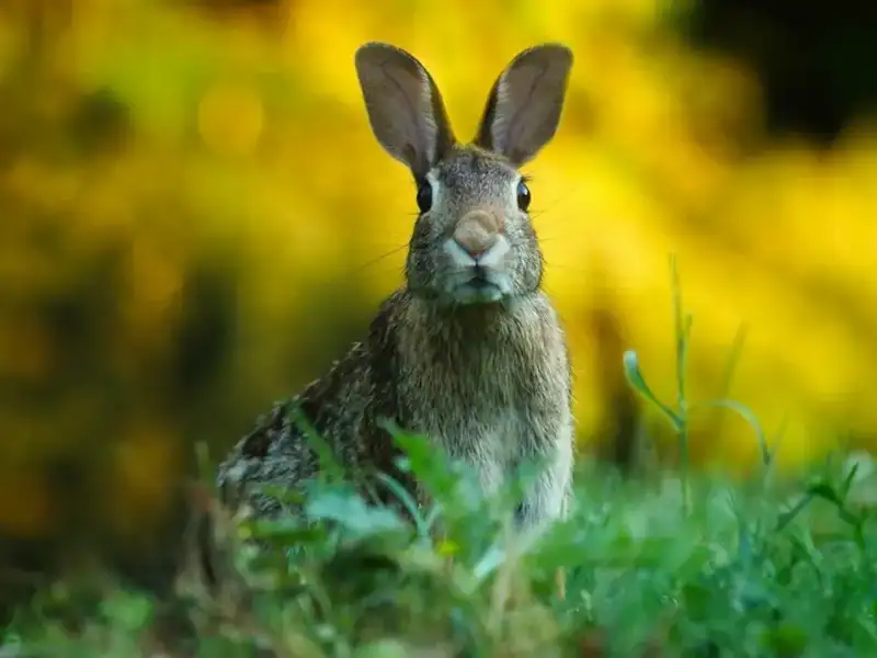 rabbit sitting in a field
