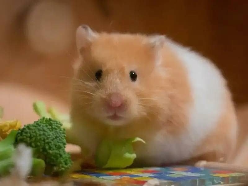 Small hamster sitting next to vegetables