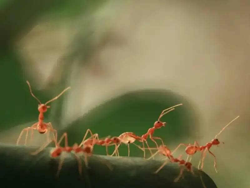 Gruppe von roten Ameisen auf einem Stein