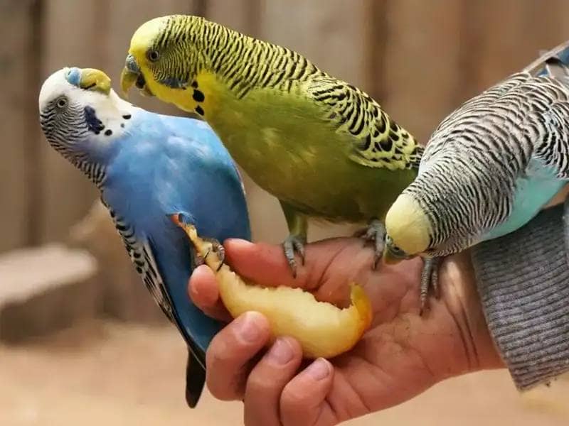 3 budgies on a child's hand eating an apple