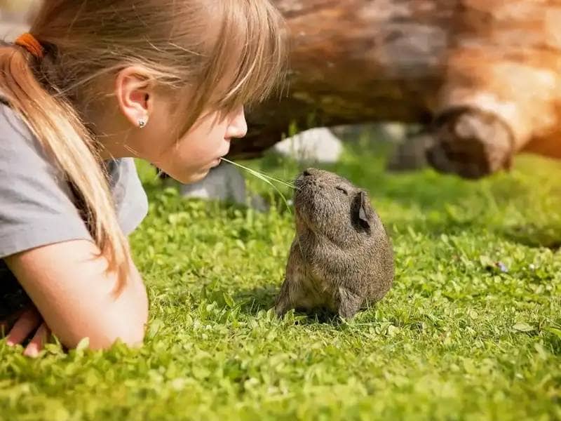 Girl with guinea pig on meadow