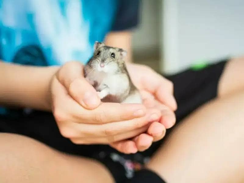 Hamster sitting in the Hands of a boy