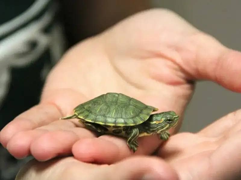 Mały żółw na ręce