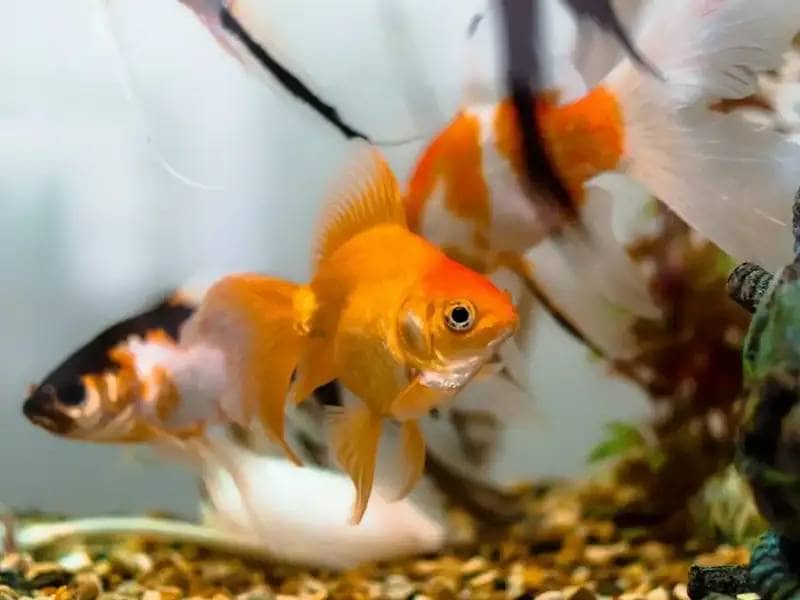 3 goldfish in a fish tank