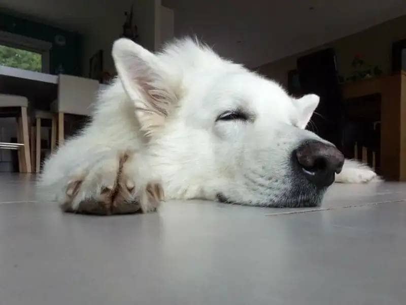 Biały pies śpi