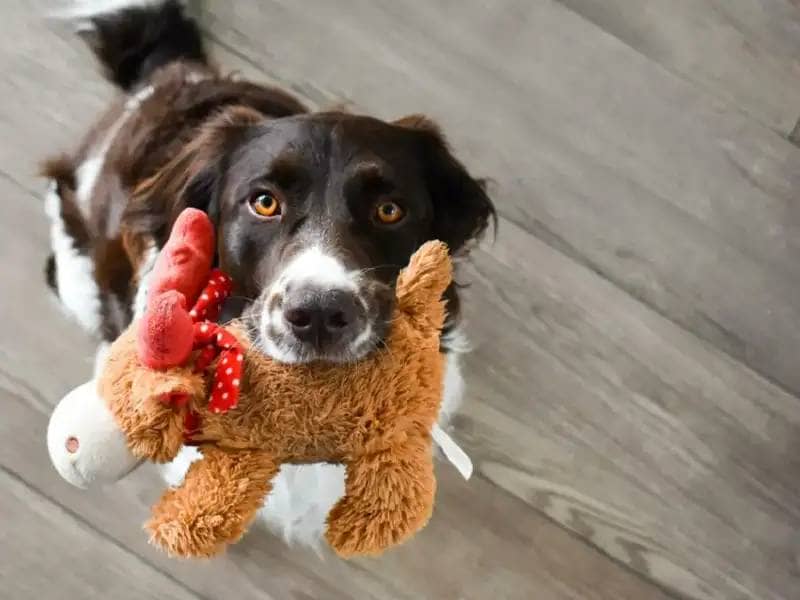 Dog with toy in its mouth