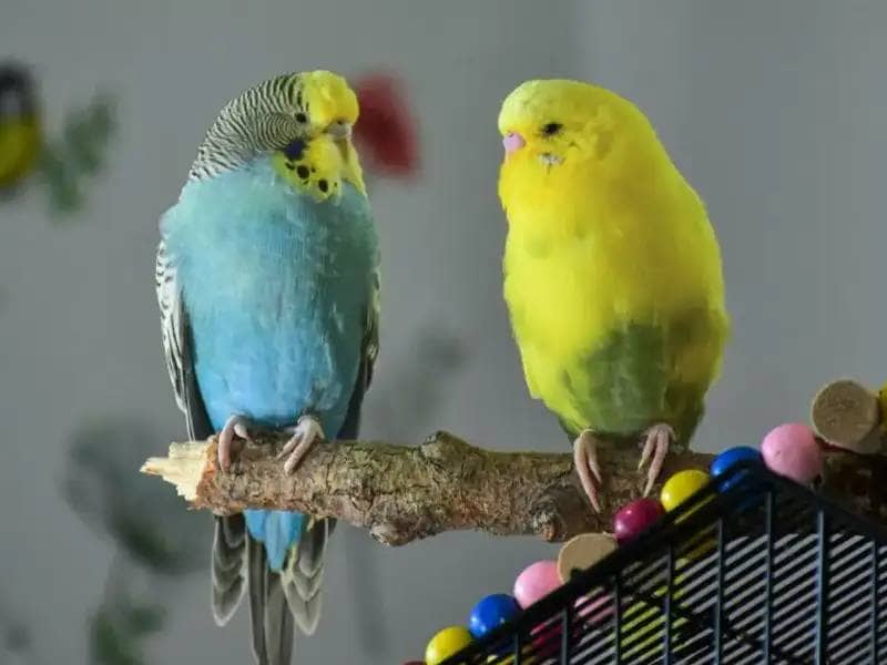 Two budgies sitting on a branch