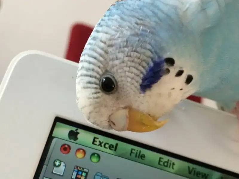 Budgie sitting on a tablet