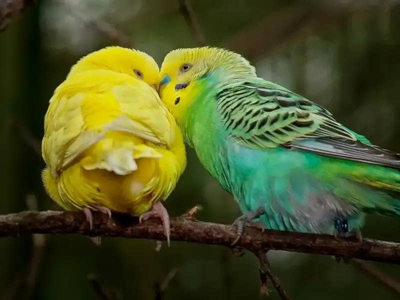 Dwie przytulające się papugi